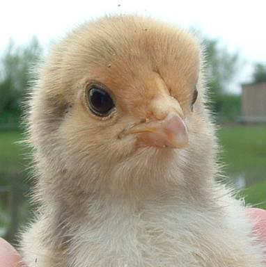 If only one or two chicks have deformities, it is more likely that it is something genetic, because if due to a temperature failure, more or nearly all the chicks would have deformities.