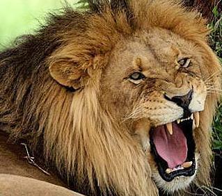 When a big cat is very angry indeed it will hold its ears close to its head, open its mouth very wide and bare its canine teeth.