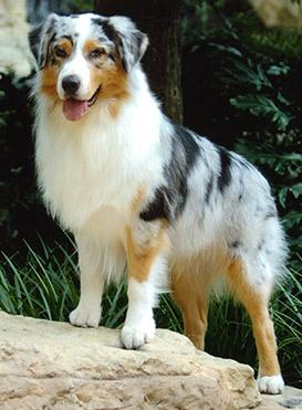 Breed of the Month Australian Shepherd submitted by Connie Cuff Natural Herding dogs, Australian Shepherds once were the backbone of the U.S. cattle industry.