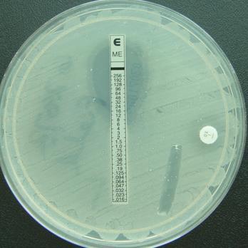 Streptococcus pneumoniae betalactam resistance detection Oxacillin 1µg disc test reliably detects isolates with raised penicillin MIC (> 0.12mg/L).