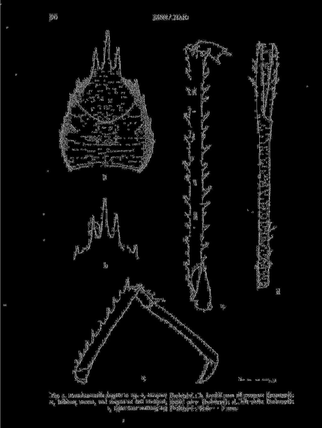 90 JANET HAIG / - / -.1 :."> EJ* Fig. 1. Pseudomunida jratilis n sp. a, carapace (holotypi.