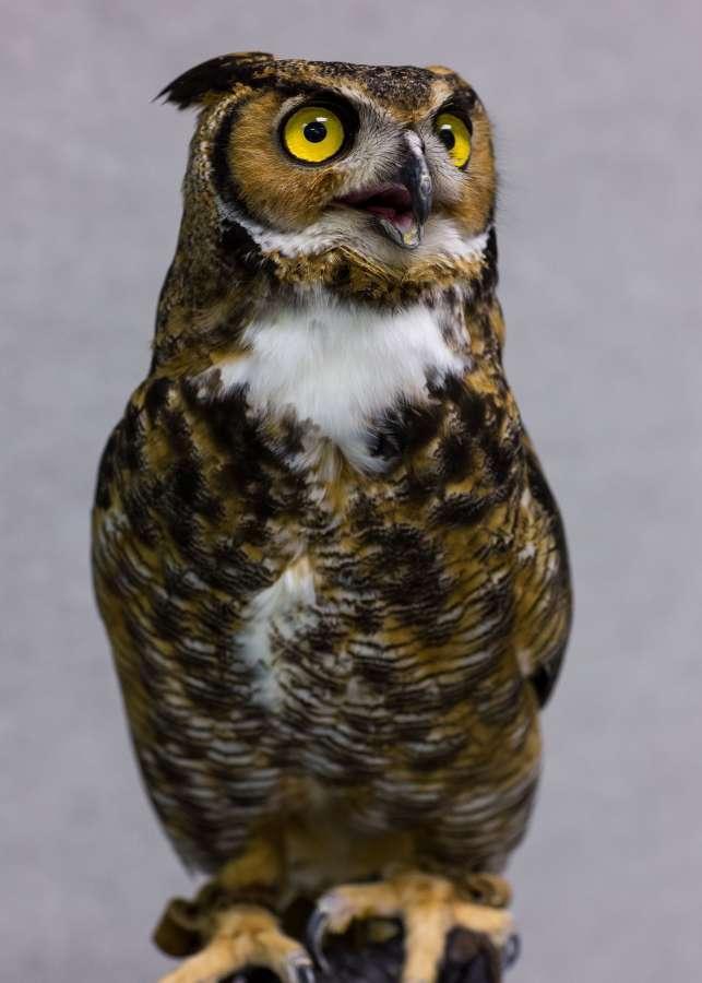 Chapin Hardy, WCV Briscoe the Great Horned Owl Can you tell us a little about Briscoe? We are anxious to come see him so we will know he is real. Sure! Briscoe has a very interesting story!