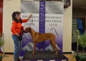 2 nd HEMSTOCK, SANJESH & HEMSTOCK S Patemeliann Wicked Lady Jolihem. 8 month old red puppy with a pleasing head, good neck and well angulated in front.
