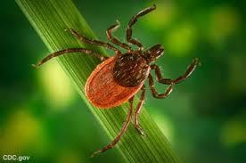 Anti-tick vaccines: A potential tool for control of the blacklegged ticks and other ticks feeding on whitetailed deer Andrew Y.
