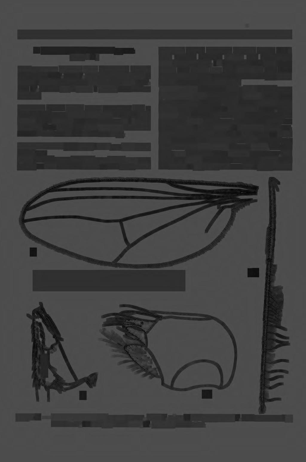 218 Mengqing WANG, Ding YANG & Patrick GROOTAERT '' 3. Chaetogonopteron wulzuaense sp. nov. (Figs. 7-J J) TYPE MATERIAL: Holotype male, Guangdong: Wuhua, Qimuzhang, 2003. VII. 31, Xingyue Liu.