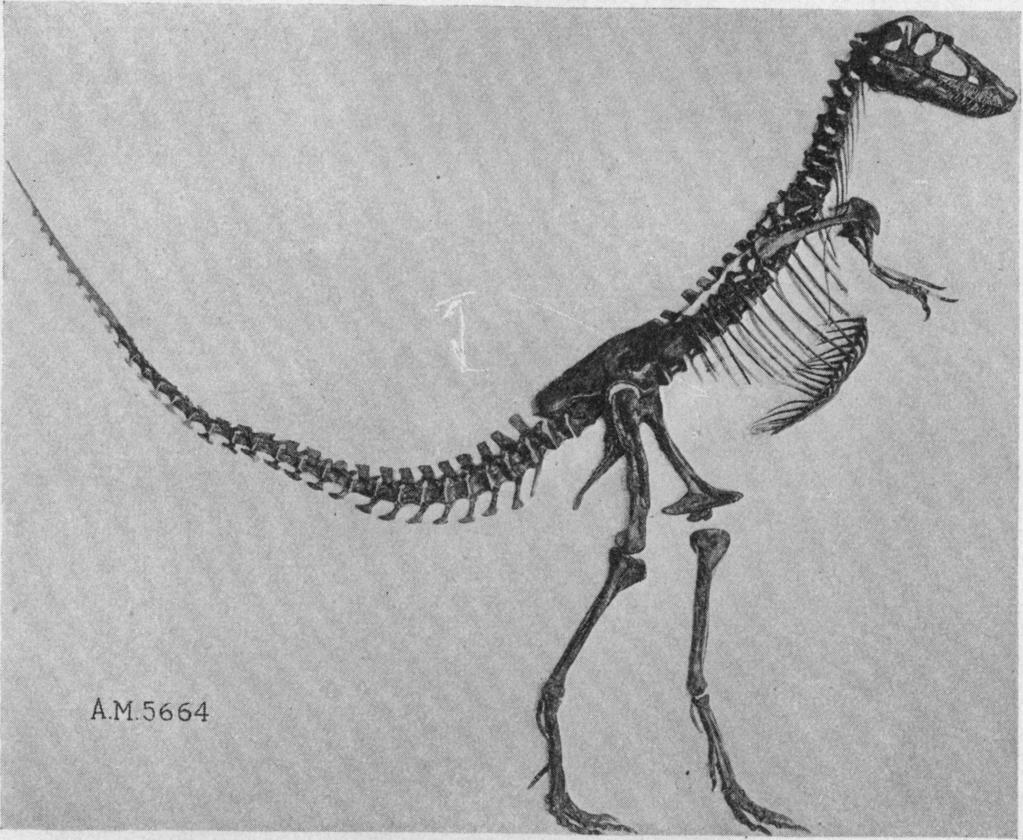 1923] DEINODONTIDzE FROM ALBERTA 7 3.-Gorgosaurus sternbergi, new species. Standing skeleton. Belly River- formation, Red Deer River, Alberta. This is a very finely preserved skeleton, No.