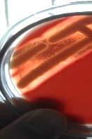 In Staphylococcus spp.
