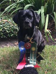 ! Allie finished her RAE at LEKC with three more class placements, and has now qualified for the AKC Rally National Championship.