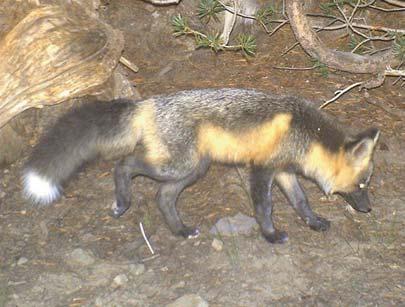 Nevada, and Sacramento Valley, along with nonnative red foxes from the San Joaquin Valley (n = 33).