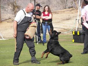 JOIN US We look forward to hosting the Rottweiler Club of Canada's 2013 RCC National Sieger Show and ZtP. This year s event is being held at the Davisburg Hall in Dewinton, Alberta.