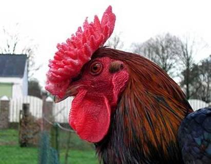 Right: Ideal head of a Barnevelder cock, with perfect comb and wattles. Showing Neither breed needs washing before the show, or else Frits would not have chosen them.