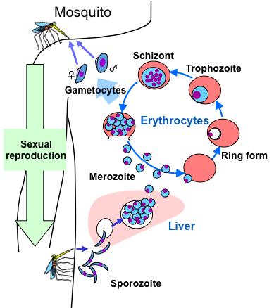 The sporozoites rapidly enter parenchymal cells of the liver, where the first stage of development in humans takes place and numerous asexual progeny, the Merozoites, rupture and leave the liver