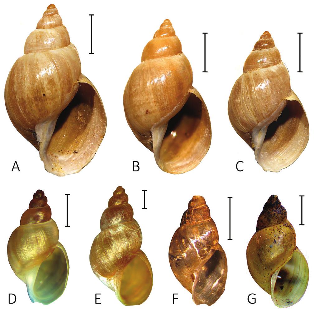 M.V. VINARSKI. GALBA ROBUSTA SP. NOV. FROM YEMEN 5 Fig. 1. Galba, shell: A C, G. robusta sp. nov. (A, holotype; B, C, paratypes); D, G.