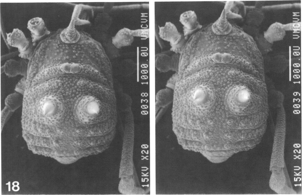 1986 SHEAR: ISCHYROPSALIDOIDEA 1 5 I FIG. 18. Stereo-pair scanning electronmoe l FIG. 18. Stereo-pair scanning electron micrograph of Acuclavella merickeli female ( x 16).