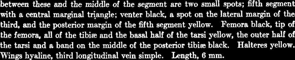 and the middle of the segment are two small spots; fifth segment with a central marginal triangle; venter black, a spot on the lateral margin of the third, and the posterior margin of the fifth