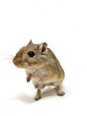 Many degus do well on metal wheels with rungs, but you should monitor carefully on metal or plastic wheels with rungs to make sure he is not injuring his feet.
