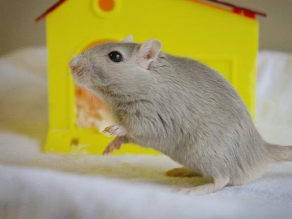 Setting up house Essential items (provided by the OHS) Spacious cage with solid, deep bottom Nesting box Shavings Water bottle Pre-mixed gerbil seed or pellets Gnawing material Ceramic or metal food