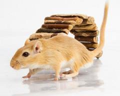 They can quickly squeeze through tiny spaces and become hidden or hurt. Your gerbil can use a wheel or a plastic ball to run around in for exercise, but will still require supervision.