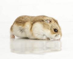 A single hamster can provide hours of enjoyment as you watch your foster frolic and stuff his or her cheeks with seed.