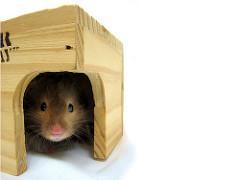 to hide, a hamster will find it! Hamsters also have poor eyesight and may walk right off the edge of a table or chair.