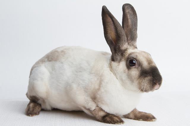 6. Rabbits Rabbits are intelligent, social animals. When given plenty of attention, they make affectionate and rewarding family pets. They can be trained to use a litter box.