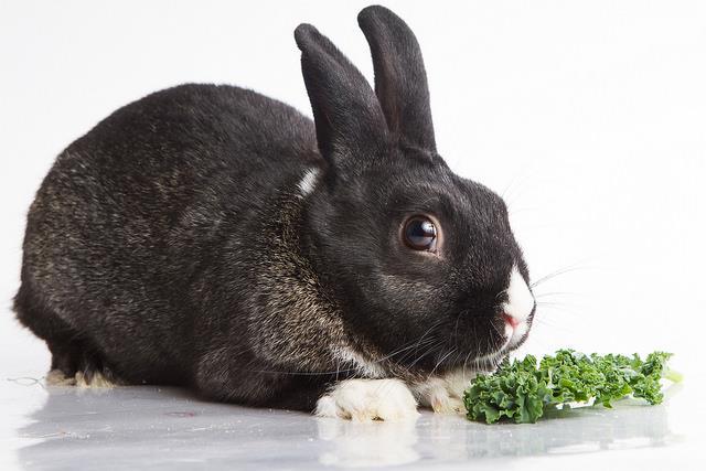 untreated wooden toys and a safe digging box filled with straw. Encourage your rabbit to use these items to minimize damage to your furnishings.