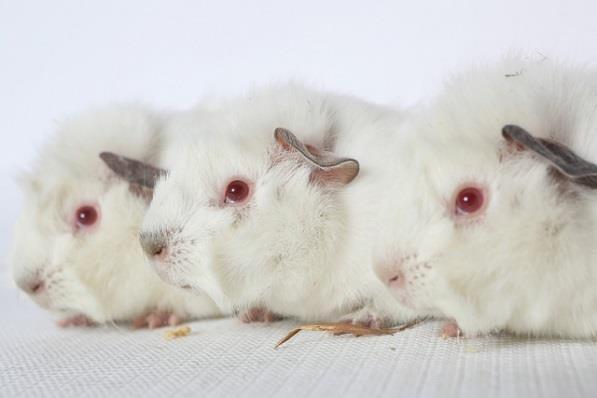 Guinea Pigs: Females do become very big during pregnancy. If you notice your foster getting guinea pig getting larger, please contact the foster department.