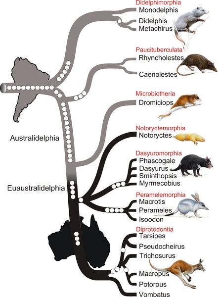 Mammalogy Lecture 4A Metatherian Diversity I. Therians. Remember that metatherians and eutherians (i.e., marsupial and placental mammals) form a clade. II.