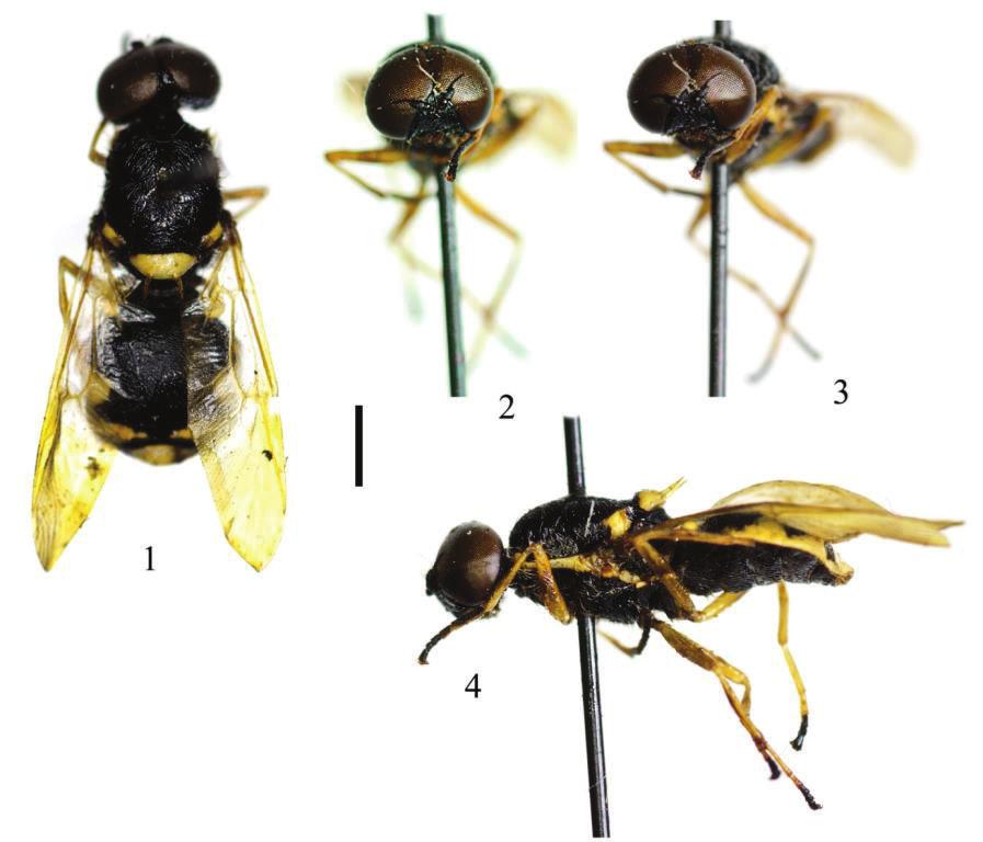 Life: The Excitement of Biology 2(3) 177 3 Figures 1 4. Oxycera quadrilineata, male. 1. Dorsal view. 2. Head frontal view. 3. Antenae frontal view. 4. Male, lateral view.