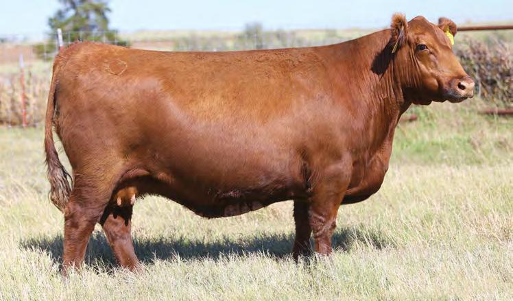 07 24 0.15 0.02 3K LAND & CATTLE CO. 940-367-4708 Here is a chance to own a big-time cow in the prime of her career. This female will put out calves that press the scales down with her 101.3 MPPA.