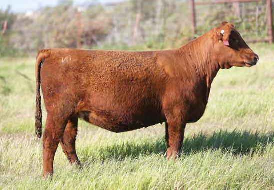 Her dam, Z7902, is also in the Front-Pasture Sale maybe you should buy both of them to add to your donor pen! 3K LAND & CATTLE CO.