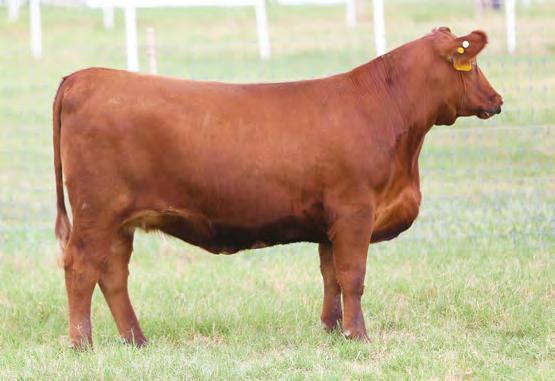 03 84% 65% 98% 92% 40% 44% 92% 81% 1% 99% 70% 16% 85% 8% 46% 66% Can you say outcross? Just think of how easy it can be to find a sire to mate to this gal.