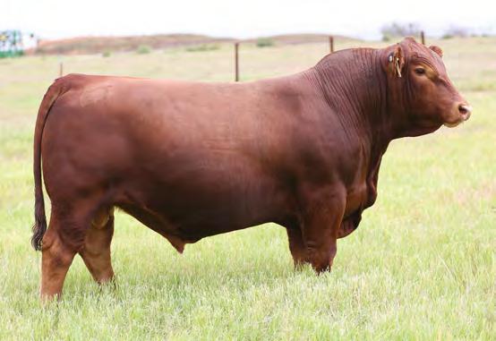 03 85% 92% 13% 3% 94% 93% 27% 83% 1% 51% 87% 3% 33% 15% 13% 51% OH, My! Do you want a bull that will be a cow maker? Do you want a bull with a tremendous amount of eye appeal?