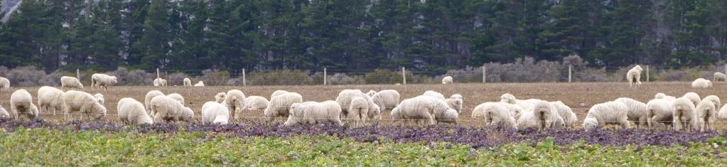 The domestic sheep population has halved over the last 20 years to 32 million in 2012 with breeding ewe numbers at 20.61 million and hoggets at 10.26 million.