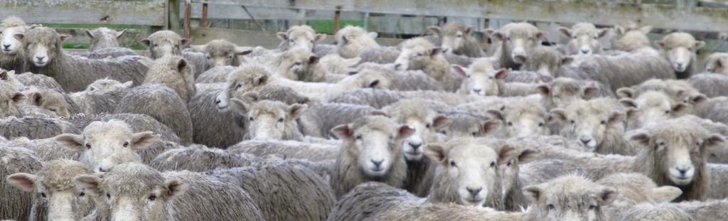 Quarantine treatment Drenching all sheep coming onto your farm with a quarantine treatment is the single most important part of any flock health plan, treating with a chemical that has no known