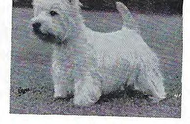 , again only entries in the classes for Dr. Frank Booth, w ho gave WD & BOB to Mr. & Mrs. Fred Politz's Charves Peter Street (Ch. Bardene Boy Blue - Ch.