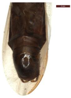 forelegs, lateral view; 4.
