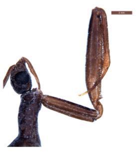 Dorsal view of male; 14.