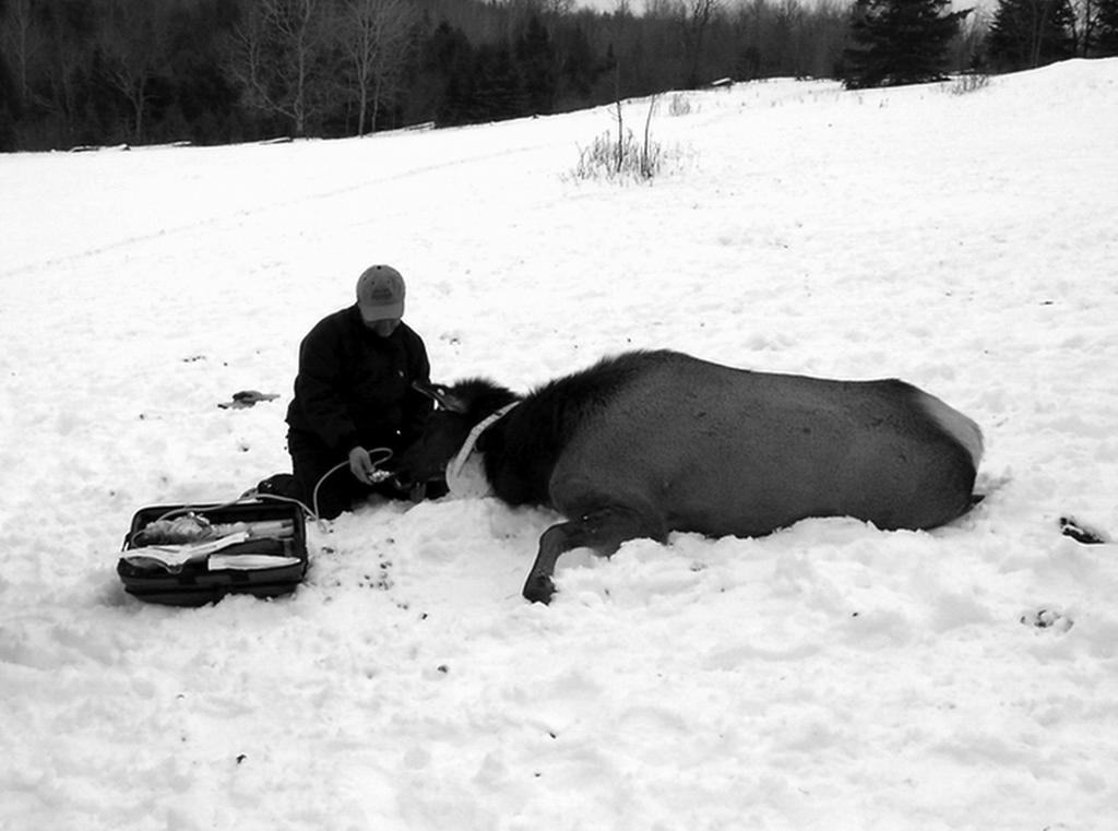 2007 ROSATTE: IMMOBILIZATION OF ELK 65 FIGURE 2. Oxygen being administered to the immobilized cow Elk (ear tag 360) for treatment of hypoxemia (Photo by R. Rosatte).
