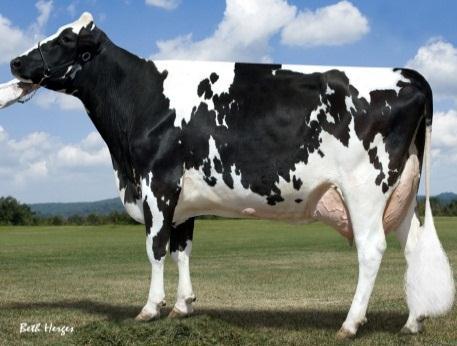 Open end lease TAG. Standard Semex Contract, options to be negotiated with new owner. ABS Contract. Full sister to dam is also fresh and looks promising & milking 80# 5.0%F 3.4%P@ 25 days!
