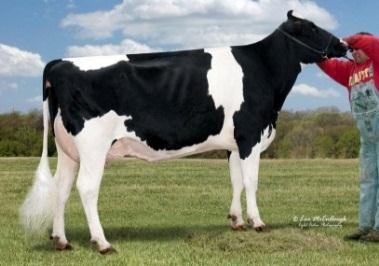 Lot 8 Dam is now GTPI+1918 (+190) Same family as Garrett & Gerard! 2-Alta contract @$15K base. Standard Semex Contract. Accelerated $15K contract update on Dam: 5-09 2 118 13495 4.0 535 2.