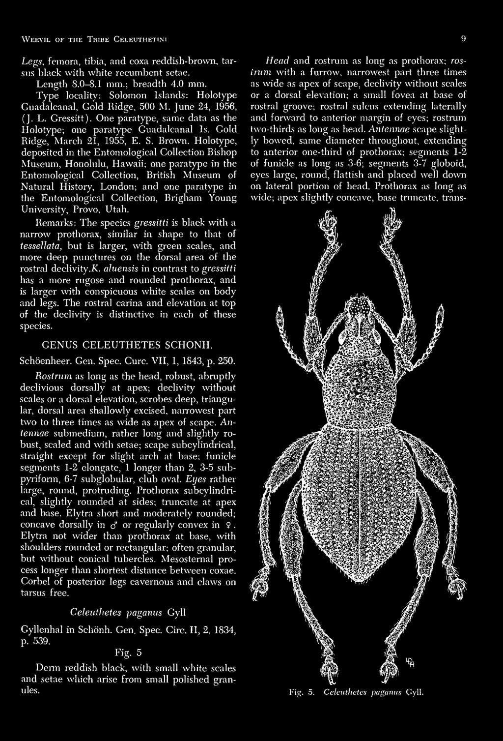 Entomological Collection, Brigham Young University, Provo, Utah.
