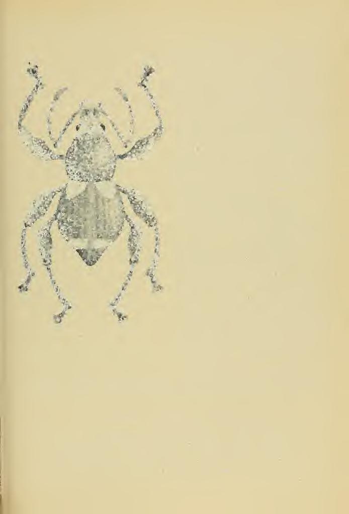 Weevil of the Thibe Celeuthetini 21 Fig. 19. Paratustus carbunculus Hllr. GENUS TRIGONOPS GUERIN (1841) Guer. Rev. Zool. 1841, 10. 128.