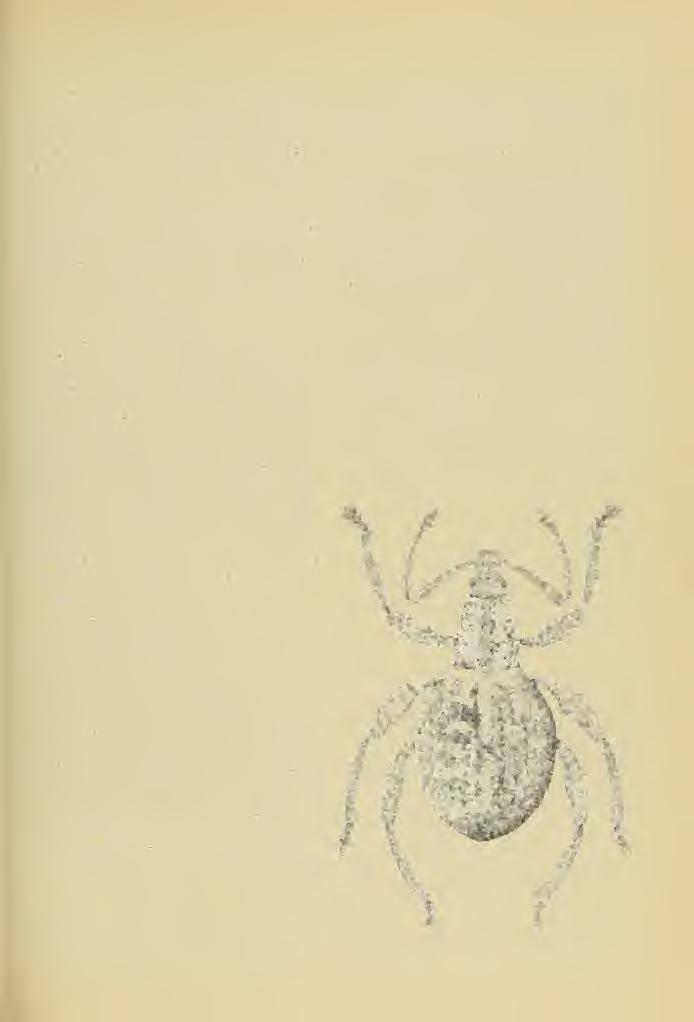Weevil of the Tribe Celeuthetini 27 Head and rostrum as long as prothorax, separated from rostrum by a curved carina slightly elevated and acute at junction of apical declivity sparsely covered with