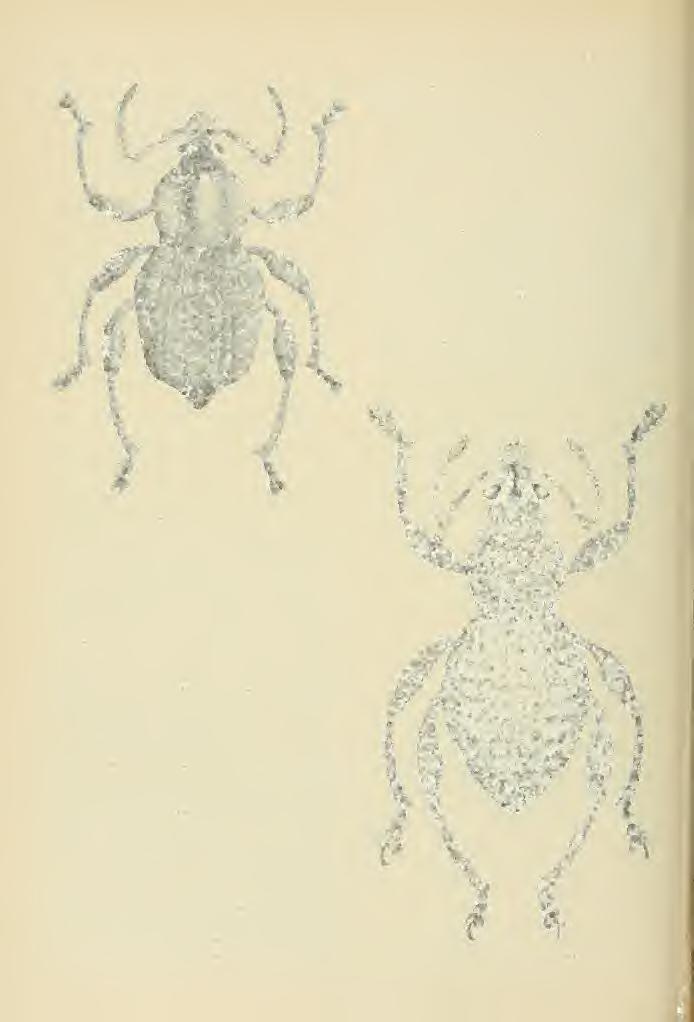30 Brigham Young Univebsity Science Bulletin rostrum, antennae, scale color and shape are different. Trigonops marshalli n. sp. scales. Fig.