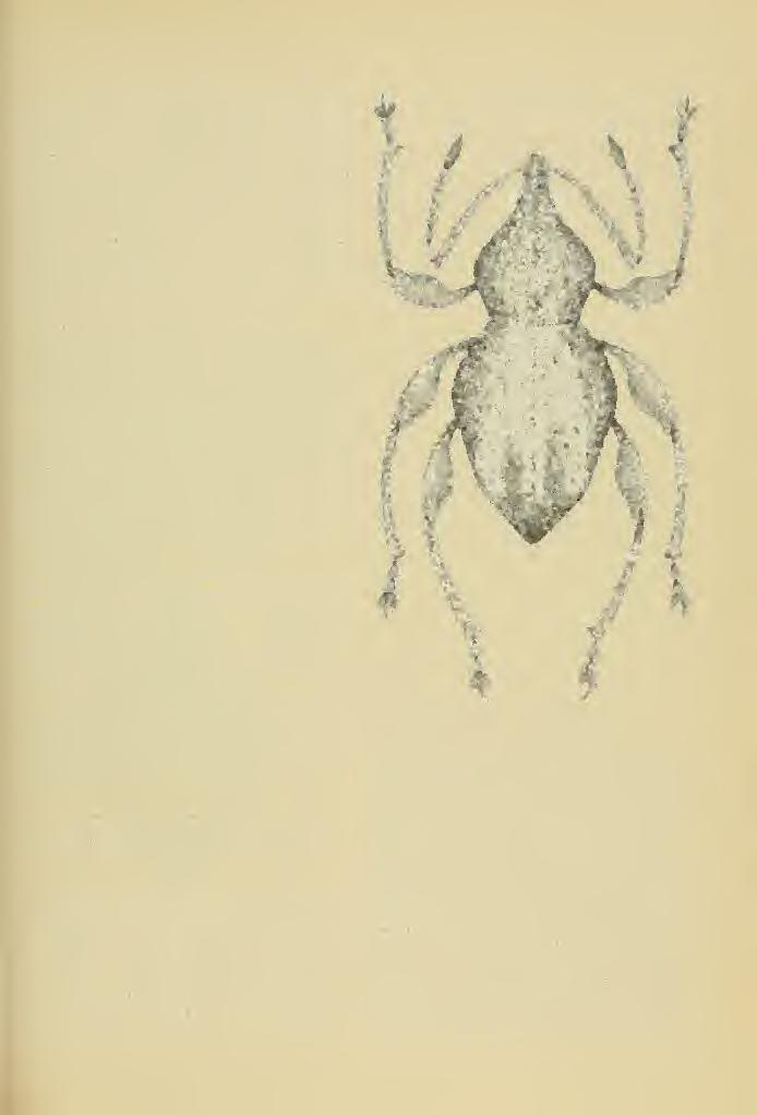 Weevil of the Tribe Celeuthetini 31 pominent, conical, tapering part directed backward.