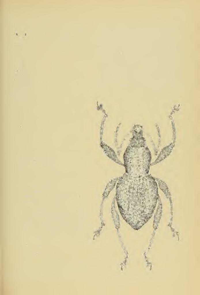 Weevil of the Tribe Celeuthetini 35 spg Rostrum as long as head, separated from head by a lunulate suture; base of rostnmi tumid and punctuate, corina short terminating at declivity in a small