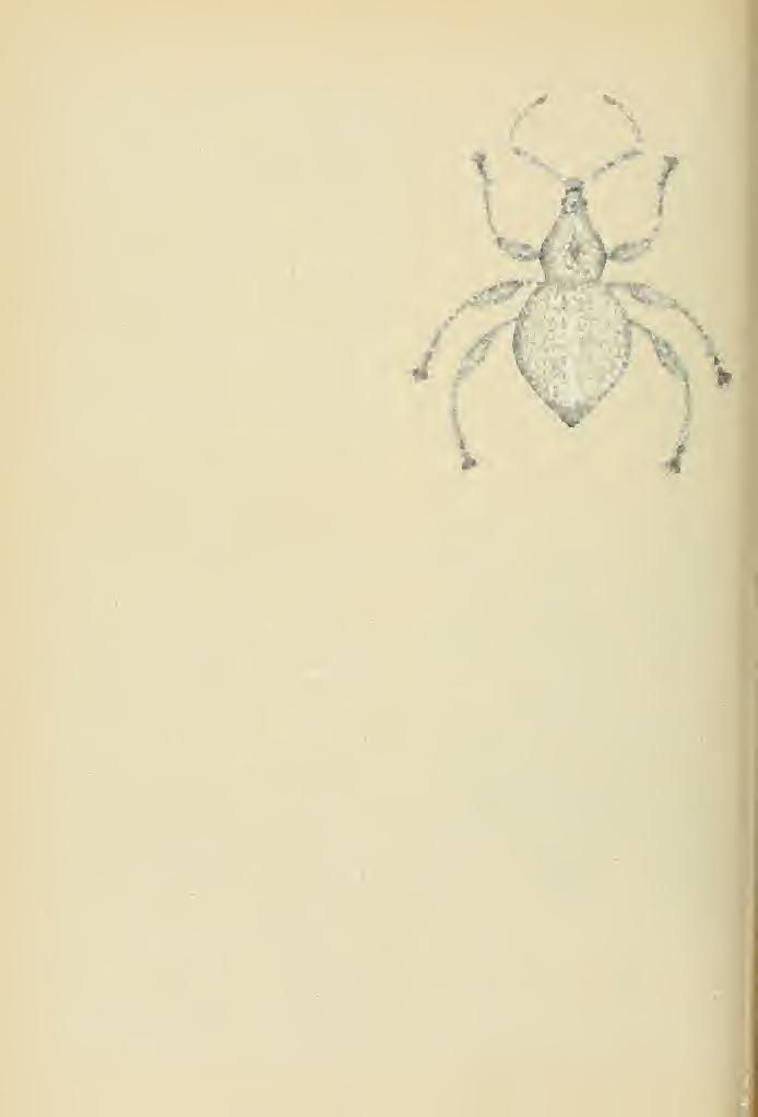 40 Brigham Young University Science Bulletin types deposited in the Entomological Collection, British Museum of Natural History, London, England; six paratypes in the Entomological Collection Bishop