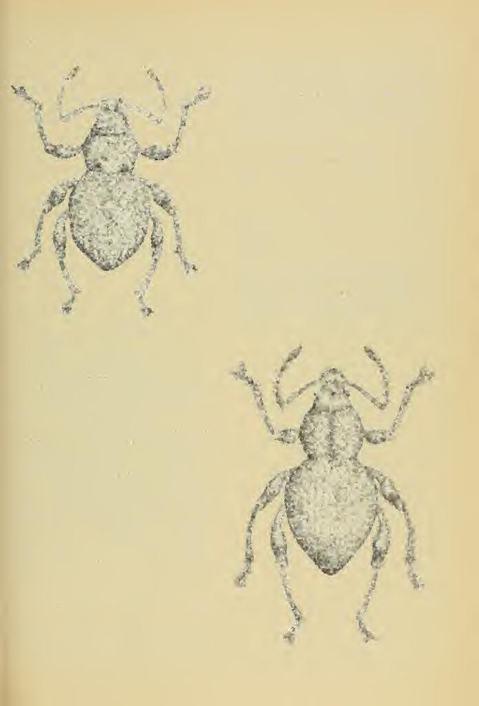 Weevil of the Tribe Celeuthetini 43 study were compared with the two cotype specimens of notaticollis from the Dresden Museum. They agreed perfectly with the Heller specimens.
