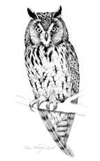Long-eared Owl Asio otus 1. INTRODUCTION The long-eared owl is a widespread but scarce breeding bird in Britain.